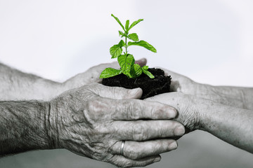 Hands man and woman holding young green plant, Isolated on white