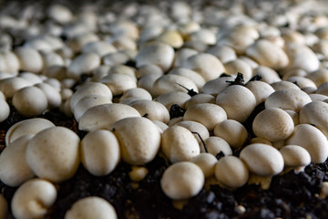 White champignon mushrooms growing in dark grotten on champignons farm