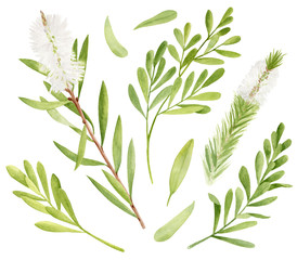 Watercolor tea tree leaves, flower set. Hand drawn botanical illustration of Melaleuca alternifolia. Green medicinal plant isolated on white background. Herbs for cosmetics, package, essential oil