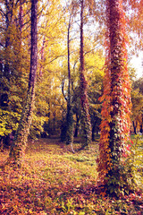 Wall Mural - Mystical autumn landscape with colored leaves of wild grapes on trunks of trees in the woods