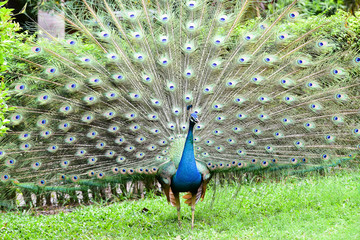 Wall Mural - Chai nat Thailand December 26 2019 see birds at Chai NAT Bird Park is a place of chainat province. Bird cage is the biggest in Asia, covering an area of 26 hectares and contains various species birds.