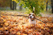 Cute beagle dog with stick in mouth against beautiful autumn nature background