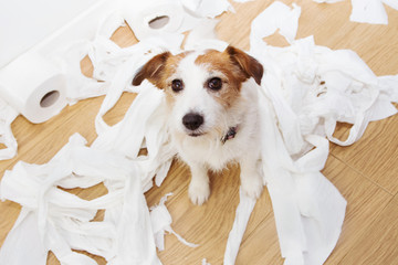 Wall Mural - guilty dog mischief after play bitting rolling toilet. disobey concept alone home