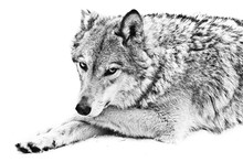 A Female Wolf Lies On The Snow, A Proud Animal Looks Forward With A Clear Look, Lies Half-turned Beautifully And Thoughtfully Black And White Photo.