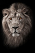 Powerful and confident maned male lion with yellow (amber) eyes resembling a king imposingly. portrait in isolation, black background. bleached photo, colored yellow eyes. white photo,