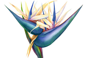 tropical strelitzia flowers on a white background, watercolor illustration