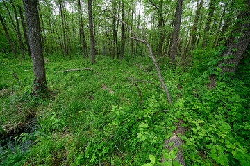 Sticker - unberührter Wald im Nationalpark Biebrza, Polen - forest in Biebrza National Park, Pland