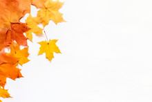 Autumn Background With Place For Text. Composition Of Maple Leaves On White.