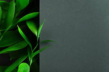Tea Tree Green Leaves On Dark Background. Foliage Backdrop With Copyspace. Botanical Composition, Eco Product Presentation Idea. Natural Leafage, Frondage. Border With Floral Design Elements
