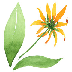 rudbeckia hirta floral botanical flowers. watercolor background set. isolated rudbeckia illustration