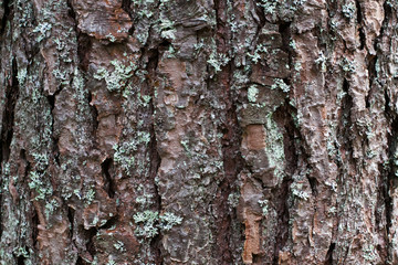 bark tree texture,