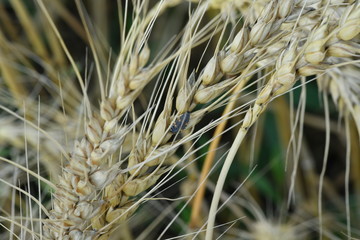 field with wheat