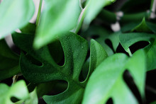 Close Up Of The Wet Leaves From A Rhaphidophora Tetrasperma Or Monstera Minimal House Plant