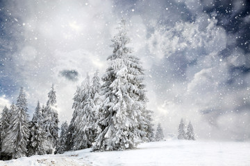 Wall Mural - magical Christmas card with fairy tale winter landscape with snow covered firs