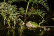 quakender, Europäischer Laubfrosch (Hyla arborea) - European tree frog