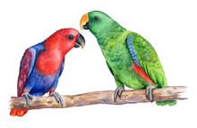 Eclectus Parrot Sitting On A Branch Isolated On White Background. Realistic Watercolor. Illustration. Template. Clip Art.  Hand Drawn. Hand Painted. Watercolor