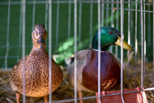 Two Ducks Mallage In The Animal Shelter