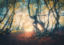 Old Forest In Fog At Sunset In Fall. Autumn Colors. Magical Old Trees With Sun Rays. Colorful Dreamy Landscape With Foggy Forest, Sunlight, Red And Yellow Leaves. Beautiful Enchanted Trees In Mist