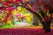 alley in the park with colorful leaves
