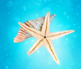 Poster - Starfish and shell  isolated on white background