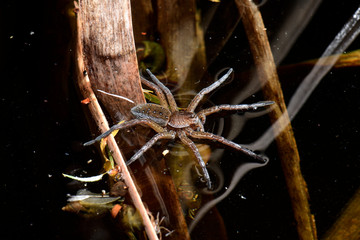 Canvas Print - Gerandete Wasserspinne (Dolomedes plantarius) - Fen raft spider