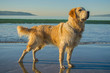 A golden retriever dog standing in the beach
