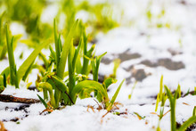 Green Grass Under A Layer Of White Snow_