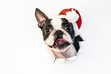 The Head Of A Boston Terrier Dog Looks Through A Hole In White Paper And Wears A Santa Hat.Creative. Minimalism. The Concept Of A New Year.Creative Art.