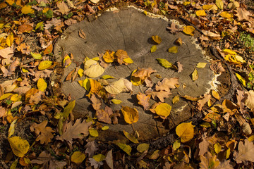 autumn leaves on the ground