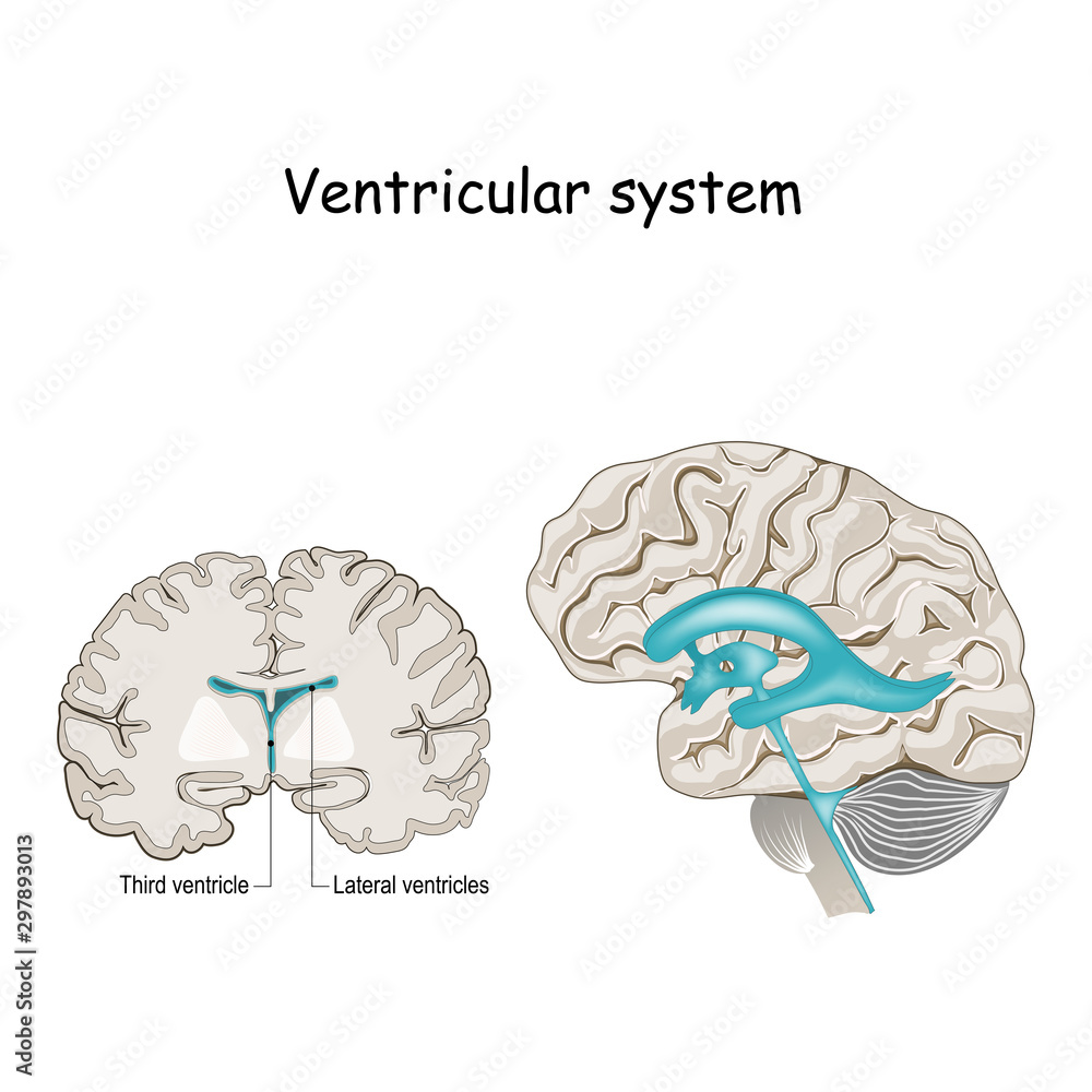 Cross Section of a Human brain with ventricles and Cerebrospinal fluid ...