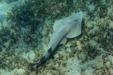 The Guitarfish (Rhinobatidae), Resting On The Bottom Underwater.