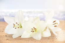 White Lilies On White Background And Buds