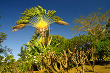 Wild Madagascar Traveller`s Tree, Ravenala Madagascariensis In The North West Of Basse-Terre, Guadeloupe