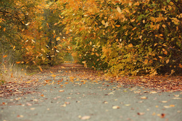 Sticker - Trees and bushes with colorful leaves near rural road on autumn day