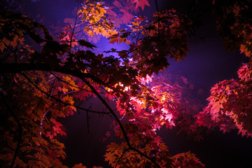 Wall Mural - lantern light through the leaves in the fog. autumn