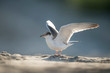 A juvenile Common Tern standing on the beach flaps its wings in the air in the bright summer sunlight.