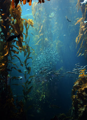 fish swimming around in kelp forest