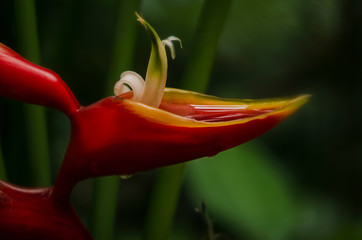 Tropical plant-Heliconia Caribaea.