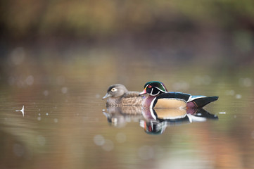 Canvas Print - Male and female Wood Ducks swim on a calm pond in autumn with the colorful trees reflected in the calm clear water in soft overcast light.