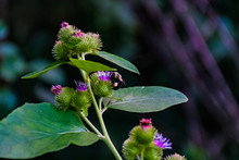 Lesser Burdock Plant And Flower With Bee