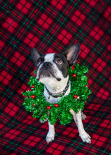 Boston Terrier With Christmas Wreath Around Next And Red Plaid Background
