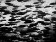 Black and White Full Frame Tropical Fish School Underwater
