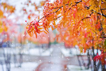 Autumn Colorful Landscape. Branches Of  Rowan Tree With Red Leaves In  Snowy Park.