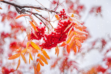 Wall Mural - Bunches of red rowan covered by the first snow. Red rowan berries with yellow leaves in the snow.