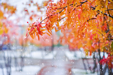 Poster - Autumn colorful landscape. Branches of  rowan tree with red leaves in  snowy park.