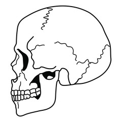 Human skull in profile. Black and white linear silhouette. Isolated vector illustration.