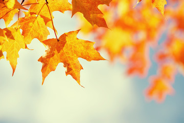 Wall Mural - closeup of a branch of maple tree with golden orange autumn foliage leaves against blue sky. copy sp