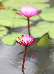 Canvas Print - Beautiful pink Lotus flower in pond, Close-up Water lily and leaf in nature.