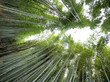 © SOGJP - Japan Kyoto old town  bamboo forest