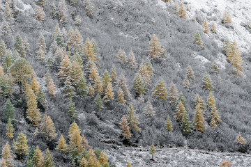 Canvas Print - Larch forest after snowfall, Alps mountains